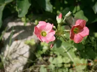P7040569.webp