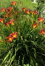 Lilien.webp