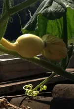 Pink Banana1.webp