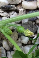 Wassermelone.webp
