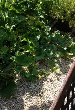 Melonen.webp
