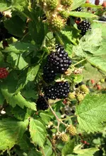 Brombeere.webp