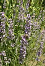 Lavendel Biene.webp