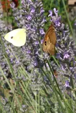 Lavendel Falter.webp
