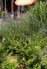 Lavendel1.jpg