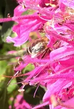 Monarda Biene.webp