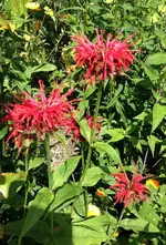 Monarda red.webp