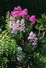 Phlox.webp