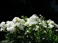 P1190034.webp
