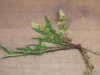 DSCF3910.webp