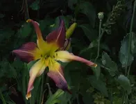 DSCF3918.webp