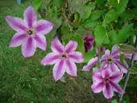 DSCI3493.webp