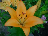 DSCI3488.webp