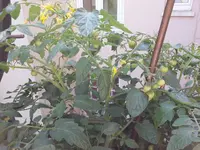 WP_20150704_002.webp