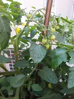 WP_20150704_003.webp