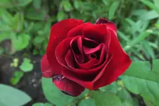 DSCF1794 (2).webp