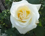 DSCF1825 (2).webp