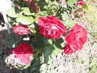 Bilda091.webp