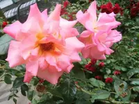 Bilda090.webp