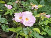 Bilda093.webp
