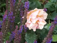 Bilda027.webp