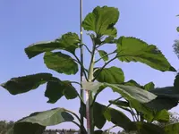 20150705_110556.webp