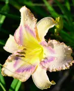 destinedtosee.webp
