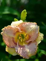 unbekannt7.webp