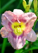 unbekannt8.webp