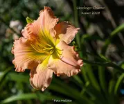 IMG_1308.webp