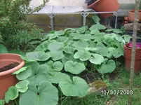 Kürbis.webp