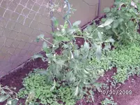 Russisches Ochsenherz.webp