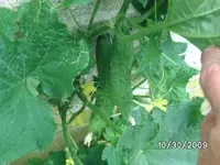 Gurken (3).webp