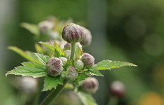 Herbstanemone_makro_800.webp