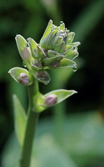 Hosta_Knospe_Wassertropfen_makro_2_700.webp