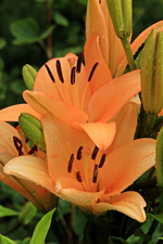 Lilie_gelb_orange_Staubgefässe_Wassertropfen_makro_700.webp