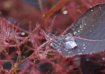 Perückenstrauch_Blatt_Wassertropfen_makro1_800.webp
