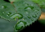 Rosenblatt_gezackt_Wassertropfen_grün_makro1_800.JPG