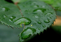 Rosenblatt_gezackt_Wassertropfen_grün_makro1_800.webp