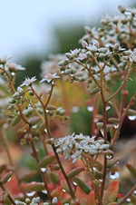Saxifraga blüht_Wassertropfen_makro_800.webp