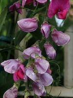 Staudenwicke_lila_Wassertropfen_makro_800.webp