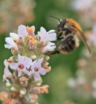 Biene an weissem Lavendel_makro_3.jpg