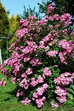 DSC_4851.jpg
