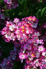 DSC_4852.webp