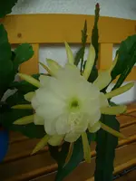 DSCI3508.webp