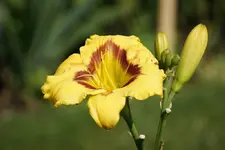 Albert 14_08.webp