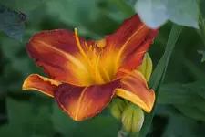 Bittersweet Holiday.webp