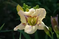 Blue Eyed Butterfly.webp