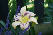 Destined to See.webp