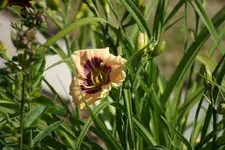 Feinsliebchen.webp